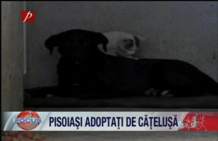 Pisoiasi adoptati de catelusa