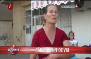 Caine jupuit de viu