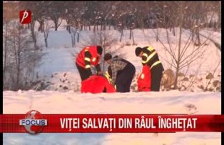 Vitei salvati din raul inghetat