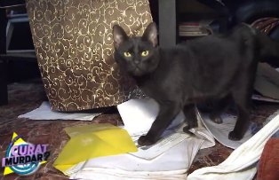 Scene de groaza, la "Curat, murdar?". Cum arata casa in care cainii si pisicile si-au facut nevoile peste tot / FOTO VIDEO