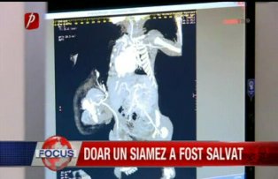 Doar un siamez a fost salvat