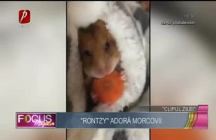 Clipul zilei: "Rontzy" adoră morcovii