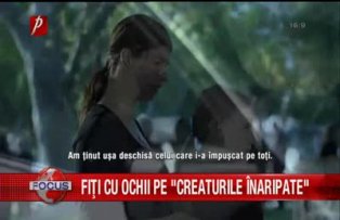 Fiti cu ochii pe Creaturile inaripate