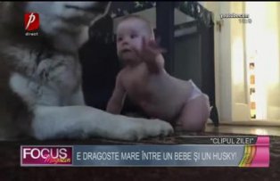 Clipul zilei: Dragoste mare între un bebe şi un husky!