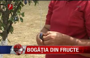 Bogatia din fructe