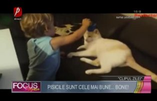 Clipul zilei: Pisicile sunt cele mai bune... bone!