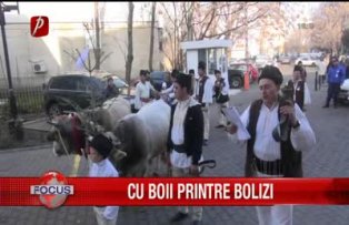 Cu boii printre bolizi