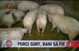 Porci sunt bani sa fie