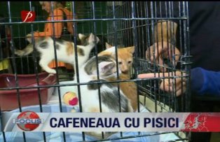Cafeneaua cu pisici