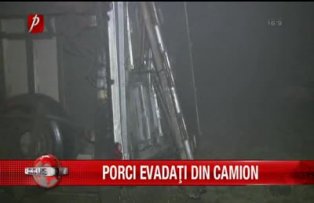 Porci evadati din camion