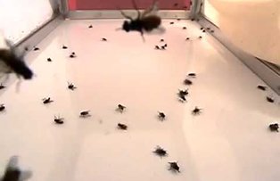 Cum sa scapi de mustele din casa. Metoda este una foarte simpla si naturala