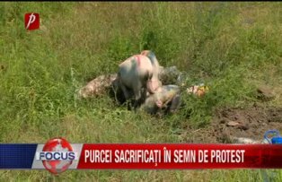 Purcei sacrificati in semn de protest