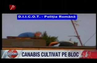 Canabis, cultivat pe bloc