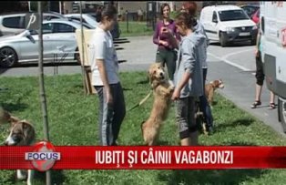 Iubiti si cainii vagabonzi