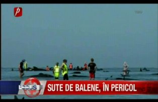 Sute de balene, în pericol