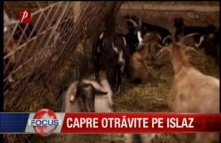 Capre otravite pe izlaz