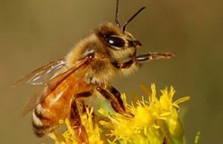 Descoperire revolutionara in domeniul medical: Veninul de albine vindeca SIDA