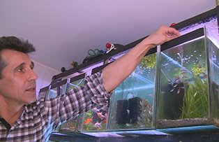 Cautandu-i casa lui Nemo. Cum se construieste un acvariu si cum se ingrijesc pestii din el aflati la Focus din Inima Romaniei, de la ora 23:00.
