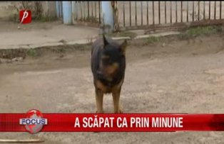 A scapat ca prin minune