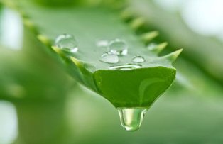 Cura de slabire cu suc de aloe. Cum functioneaza