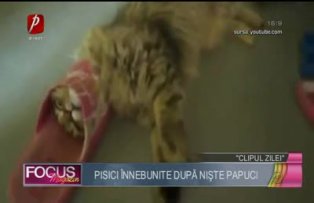 Clipul zilei: pisici, înnebunite după nişte papuci