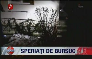 Speriati de bursuc