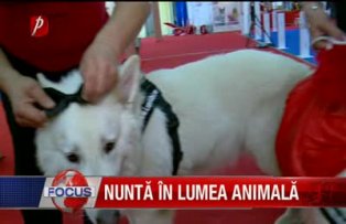 Nunta in lumea animala