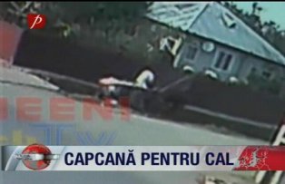 Capcana pentru cal