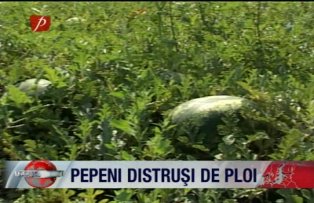 Pepeni distrusi de ploi