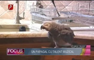 Clipul zilei: Einstein, papagalul talentat!