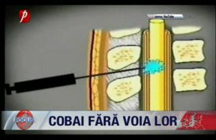 Cobai fara voia lor