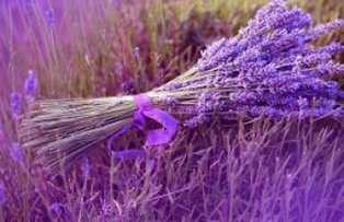 Topul plantelor care te ajuta sa ai un somn odihnitor