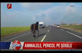 Animalele pericol pe sosele