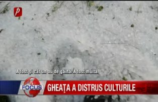 Gheata a distrus culturile