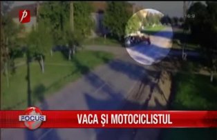Vaca şi motociclistul