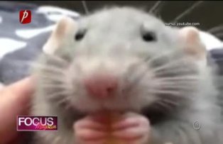 Clipul zilei: Un şoricel cu pofte! Adoră spaghetele!