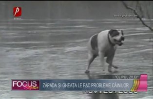 Clipul zilei: zăpada şi gheaţa le fac probleme câinilor