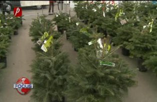 In cautarea bradului perfect