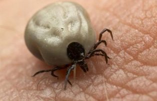 Cele mai periculoase insecte din Romania. Afla cum sa te feresti de ele