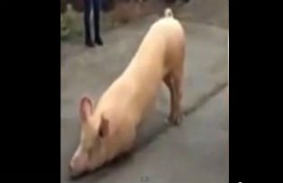 VIDEO / Imaginile care au facut inconjurul lumii. Un porc "se roaga" in genunchi la un templu din China