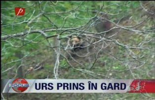 Urs prins în gard