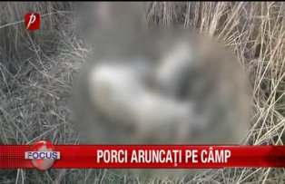 Porci aruncati pe camp
