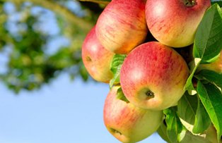 Iata ce se poate intampla in corpul tau, daca mananci mai multe mere timp de cateva zile