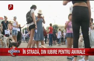 In strada, din iubire pentru animale