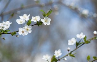 1 Martie. Ti-ai ales baba? De ce trebuie sa ai neaparat una