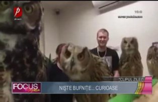 Clipul zilei: nişte bufniţe... curioase