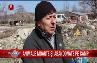 Animale moarte şi abandonate pe câmp