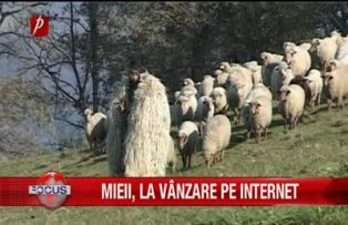 Mieii, la vânzare pe internet