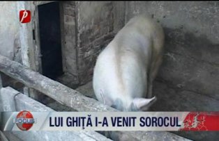 Tradiţii de Ignat