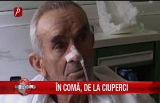 In coma de la ciuperci